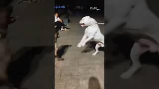 Dogo Argentino vs Wolf Who is Most Powerful and Strongest ?  #shorts #dogs #dog #reels #yt #wild