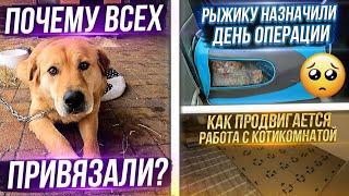 Показала Рыжика другому врачу.  Очищаем сарай. Новое место для собак, Принц чуть не упал с высоты