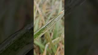 Cows respond to grass-popsicles 