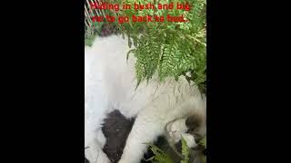 Prince hiding in bush and big no to come out