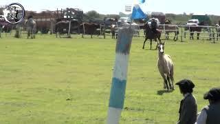 Pialadas de potros en Campo Nano Kaiser Septiembre 2023 en Alcaraz (Entre Rios)