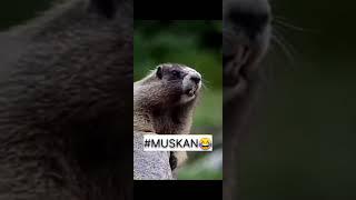 #muskan trending squirrelfunny  video#short #viralshort