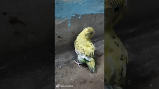 New Bird| #parrot #cute #cockatiel #pets #nature #love #like #like #foryou #yt #reels #shortsfeed