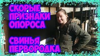 Подготовка свиньи к опоросу. Признаки скорого опороса