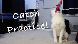 Samoyed Puppy Catch Practice! - Nukka the Samoyed