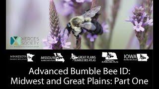 Advanced Bumble Bee ID: Midwest and Great Plains - Part One