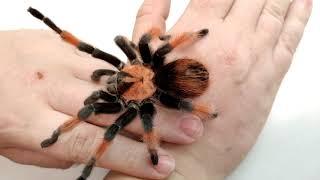 Beautiful spider on the hand. Age of maturation of male tarantula spiders of the genus Brachypelma.