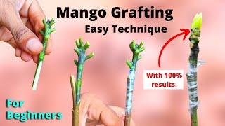 Mango Stone grafting in Hindi / easy for beginners (100 % successfull method)