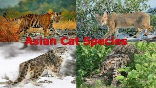 All Cat Species (Asia) - Species List