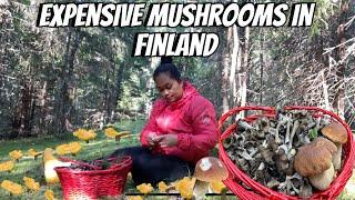 EXPENSIVE MUSHROOMS IN FINLAND || BLACK CHANTARELLES AND CHANTARELLES PICKING || THE LINDEMANS