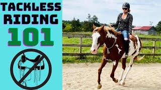 HOW TO TRAIN YOUR HORSE TO RIDE TACKLESS|Training Session