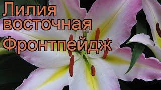 Лилия восточная Фронтпейдж (lilium)  лилия Фронтпейдж обзор: как сажать луковицы лилии Фронтпейдж