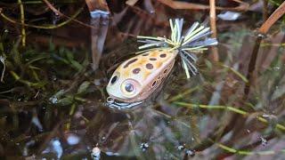 New Frog Bait Gets Demolished! Close Up Pike Topwater Smash!