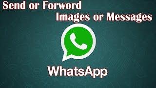 Forward Whatsapp Messages