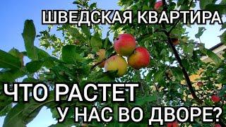 Живем в квартире, что растет во дворе? / Приобрести яблоки в Швеции бесплатно? / Замораживаю яблоки