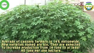 2020 New Cassava Seeds varieties naming ceremony