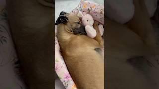 This adopted dog loves her stuffed animal ️