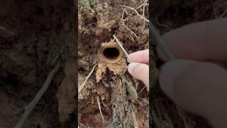 Smart Trapdoor Spider 