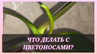 Что делать, чтобы цветоносы были ровными?