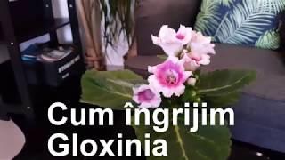 Cum se ingrijeste Gloxinia