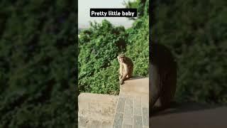 pretty little baby#youshorts #youtubeshorts #monkeyvideo#monkey #youviralvideo#wildlife#safety