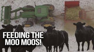 Feeding Cows in Frosty Montana Weather - Slivka Farm Vlog