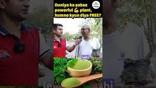 Uncle's Surprise: World's Most Powerful Plant for FREE!" Moringa magic #drumstick #moringa