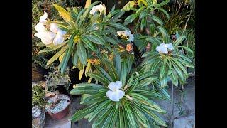 Madagascar Palm in Bloom with Giant Seed Pod! - Episode 16