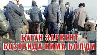 25-Феврал заркент новвослар ва кочкорлар нархлари
