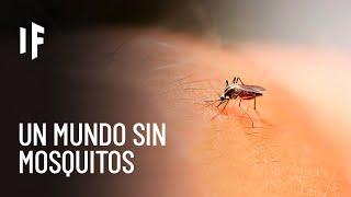 ¿Qué pasaría si matáramos a todos los mosquitos?