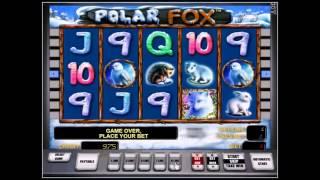 Игровой автомат Polar Fox - обзор от клуба IgrovoyZal.com