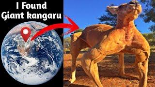 I found giant kangaru  on google maps and google earth  #map #earth #hrgoogleearth