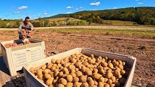 Harvesting 1000's Of Potatoes All By Hand