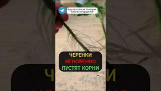 Любой Черенок Мгновенно Пускает Корни: Мощный Стимулятор Роста! #огород #дача #черенки #урожай #сад