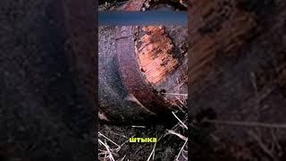 КЛАД В РОСТОВСКОЙ ОБЛАСТИ!