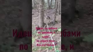 Встреча в лесу со зверем. Спит что ли ? Кто это? Кабан? Пожалуйста, только не медведь!