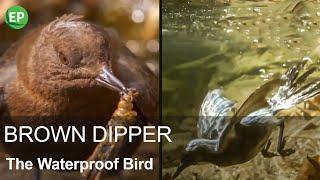 BROWN DIPPER - THE WATERPROOF BIRD | Diving and underwater hunting