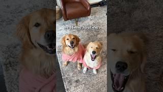 My dogs' bedtime routine 