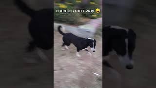 Funny Dog Videos That Will Make You Laugh  #shorts #shortvideo #funny