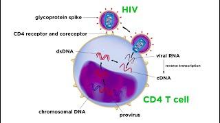 Human Immunodeficiency Virus (HIV)