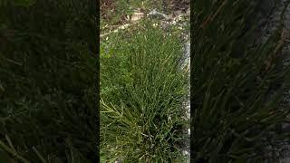 Pattern in Nature #87 i dont know what these are but they were growing in high altitude areas #fyp