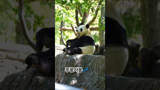 비몽사몽 계속 잠이와요 #푸바오 #판다 #fubao #귀여운동물 #바오패밀리