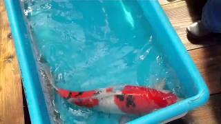 Customer's Koi  October 23, 2010