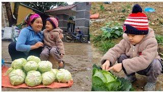 Cu Bon and Mrs. Lien harvest cabbage to sell