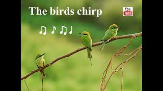 Tranquil Birdsong, 3 hours - Birds Chirping / Nature sounds / Natural Sound of birds singing