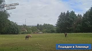 Лошади / Хемниц, Германия / Беженцы с Украины в Германии / канал Субъективное мнение