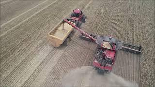 Harvest 2023 - Case IH 2388 vs 9250 (Riverina NSW Australia)