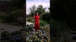 Прокачаем твой огород! Подписывайся!