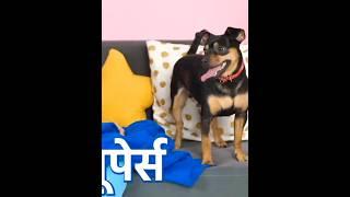 Dog lover girl hindi video _#dog #doglover #comedy #funny #mezick #dog #youtube #shorts