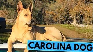 Carolina Dog - American Dingo - TOP 10 Interesting Facts